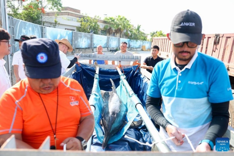 Δελφ?νι που ξεβρ?στηκε?στην ακτ? επιστρ?φει στη θ?λασσα μετ? απ? εξειδικευμ?νη περ?θαλψη στη ν?τια Κ?να