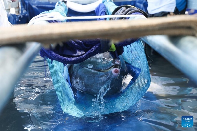 Δελφ?νι που ξεβρ?στηκε?στην ακτ? επιστρ?φει στη θ?λασσα μετ? απ? εξειδικευμ?νη περ?θαλψη στη ν?τια Κ?να