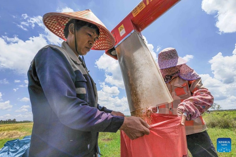 Η εποχ? τη? συγκομιδ?? του ρυζιο? ?φτασε στην επαρχ?α?Χα?ν?ν τη? Ν?τια? Κ?να?