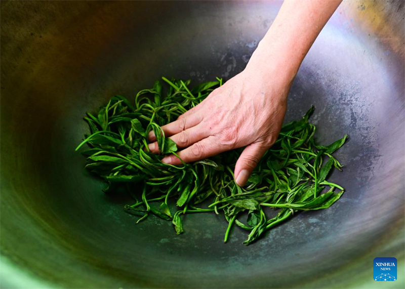 Εθνικ? ?υλη πολιτιστικ? κληρονομι? - τεχνικ? παρασκευ?? του τσαγιο? Τα?π?νγκ Χοουγκου?ι