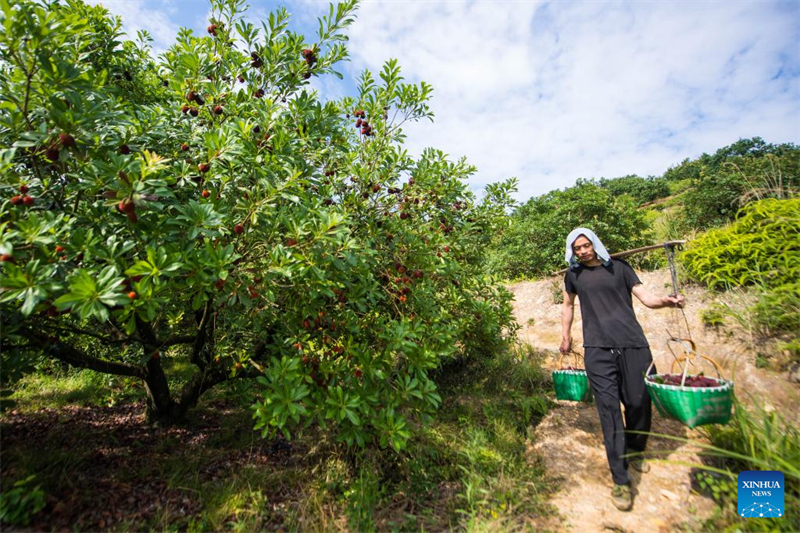 Η επαρχ?α Τζετζι?νγκ εξ?γει φρ?σκα κηρ?δη μο?ρα Ντονγκου?ι στη Γερμαν?α