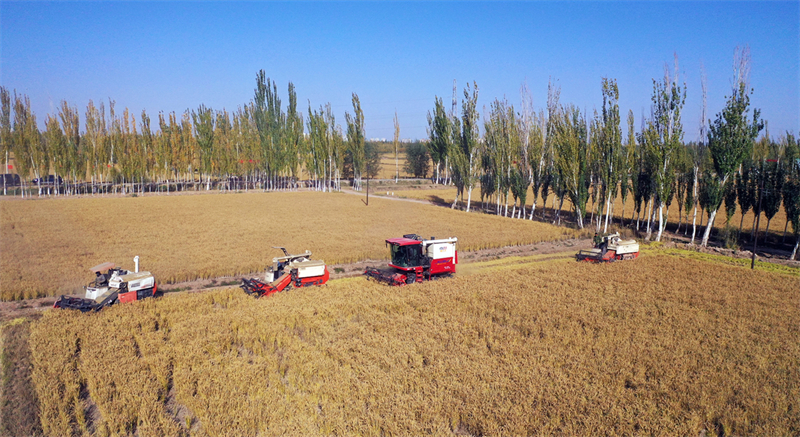 Μαζε?οντα? ρ?ζι σε ?να χωρ?φι στο Κασγκ?ρ, αυτ?νομη περιοχ? Σιντζι?νγκ Ουιγκο?ρ τη? βορειοδυτικ?? Κ?να?. (Φωτογραφ?α / ChinaDaily)