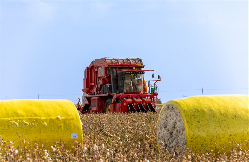 Εικ?νε? καλ?? συγκομιδ?? απ? το Σιντζι?νγκ