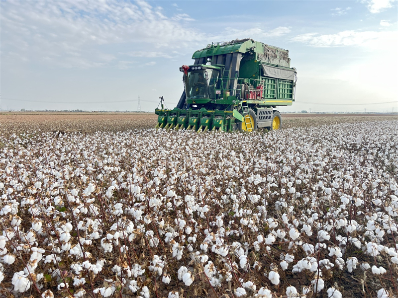 Εικ?νε? καλ?? συγκομιδ?? απ? το Σιντζι?νγκ