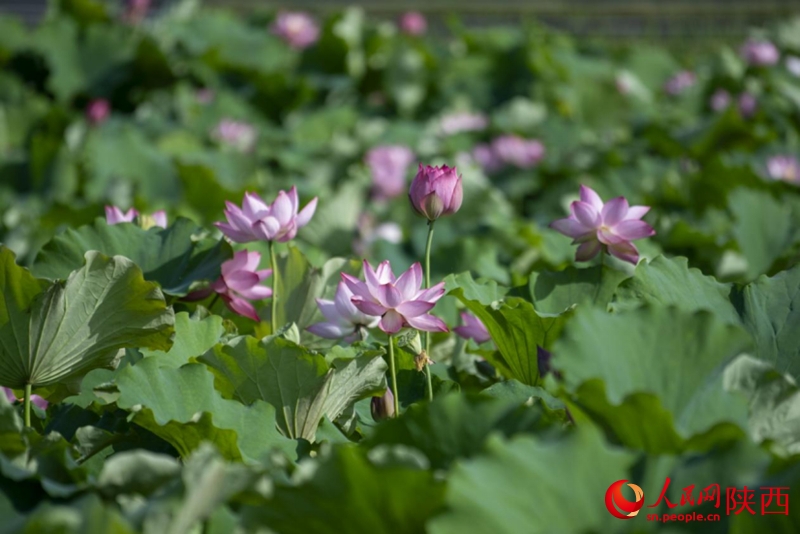 Αεροφωτογραφ?α του Π?ρκου Υγροτ?πων Τιενχ?ν. (Φωτογραφ?α / Xinhua)