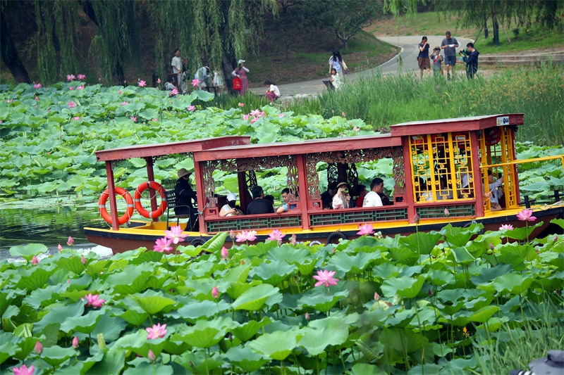 Πεκ?νο: Απολαμβ?νοντα? λουλο?δια λωτο? στο Γιουανμινγκγιου?ν