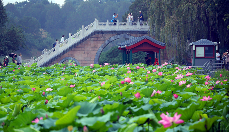 Πεκ?νο: Απολαμβ?νοντα? λουλο?δια λωτο? στο Γιουανμινγκγιου?ν