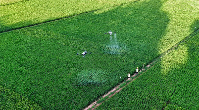 Επαρχ?α Σιτσου?ν: Τα μη επανδρωμ?να αεροσκ?φη drones συμβ?λλουν στην καλ? σοδει?