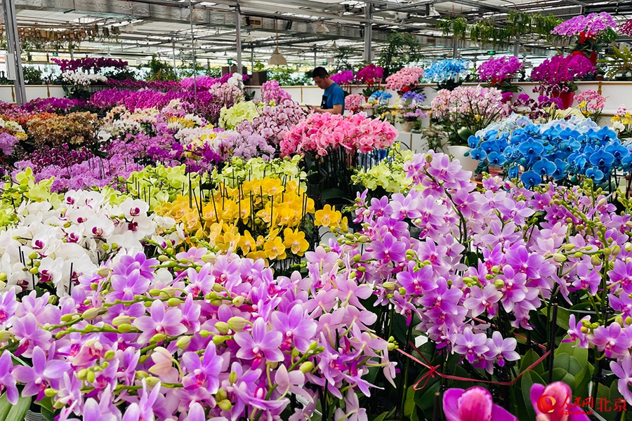 Ανθισμ?νε? ορχιδ?ε? σκ?ρο? στο Κ?ντρο Εμπορ?ου Λουλουδι?ν του Πεκ?νου (Φωτογραφ?α / Λα?κ? Καθημεριν? Online)