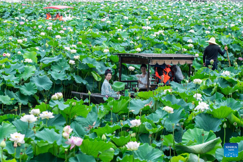 Επισκ?πτε? κ?νουν β?λτα με β?ρκα αν?μεσα σε λουλο?δια λωτο? στην π?λη Λοουντ? τη? επαρχ?α? Χουν?ν, στι? 12 Ιουλ?ου του 2025. (Φωτογραφ?α / Xinhua)