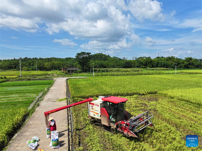 Κιν?ζοι χωρικο? απασχολο?νται με αγροτικ?? εργασ?ε?