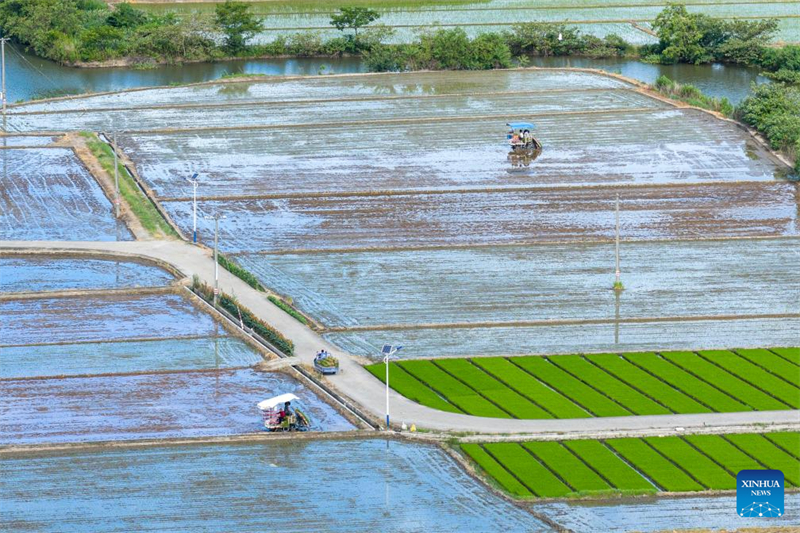 Αεροφωτογραφ?α απ? drone που τραβ?χτηκε στι? 21 Ιουλ?ου του 2025 δε?χνει χωρικο?? να οδηγο?ν μεταφυτευτικ?? μηχαν?? για να φυτ?ψουν φυτ? ρυζιο? στην π?λη Γιουγι?ο τη? επαρχ?α? Τζετζι?νγκ. (Φωτογραφ?α / Xinhua)