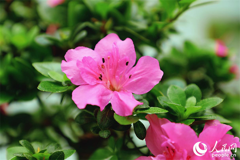 Η φωτογραφ?α δε?χνει φυτ? μπονσ?ι αζαλ?α? μ?σα στο Οικολογικ? Π?ρκο Αζαλ?α? Σαντ?νγκ στην κωμ?πολη Γιονγκφο? τη? επαρχ?α Φουτζι?ν. (Φωτογραφ?α / Λα?κ? Καθημεριν? Online)