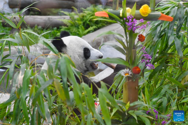 Τα ?γδοα γεν?θλια του Γιγ?ντιου Π?ντα Ντινγκντ?νγκ γιορτ?στηκαν στον ζωολογικ? κ?πο τη? Μ?σχα?