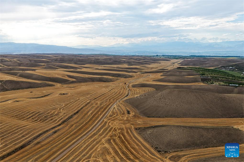 ?ριμο σιτ?ρι ?τοιμο για συγκομιδ? στην επαρχ?α Σιντζι?νγκ