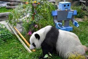 Τα ?γδοα γεν?θλια του Γιγ?ντιου Π?ντα Ντινγκντ?νγκ γιορτ?στηκαν στον ζωολογικ? κ?πο τη? Μ?σχα?