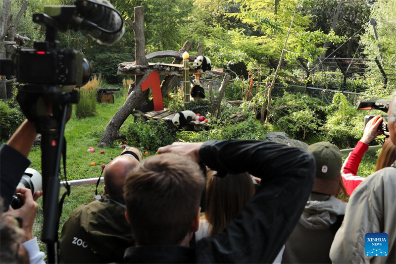 Το δε?τερο ζε?γο? δ?δυμων Π?ντα που γενν?θηκαν στη Γερμαν?α γιορτ?ζει τα πρ?τα του γεν?θλια