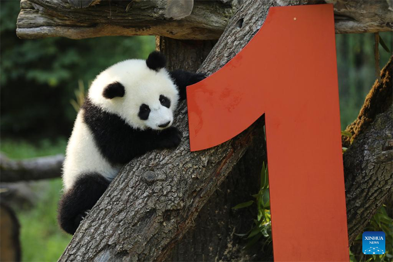Το δε?τερο ζε?γο? δ?δυμων Π?ντα που γενν?θηκαν στη Γερμαν?α γιορτ?ζει τα πρ?τα του γεν?θλια