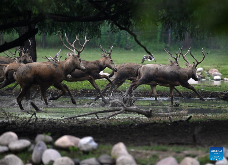 Οι ?γριοι πληθυσμο? των ελαφι?ν Μιλο? αποκαταστ?θηκαν στην Κ?να μετ? απ? 40 χρ?νια προσπαθει?ν διατ?ρηση?