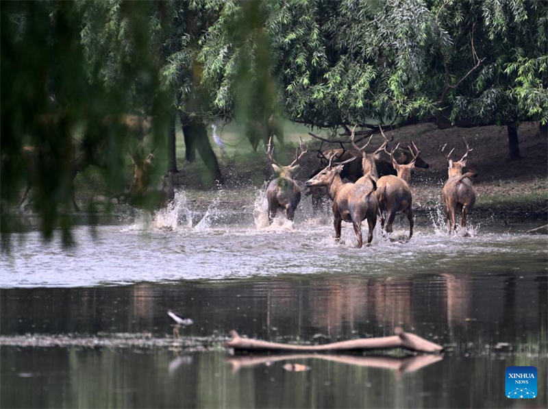 Οι ?γριοι πληθυσμο? των ελαφι?ν Μιλο? αποκαταστ?θηκαν στην Κ?να μετ? απ? 40 χρ?νια προσπαθει?ν διατ?ρηση?