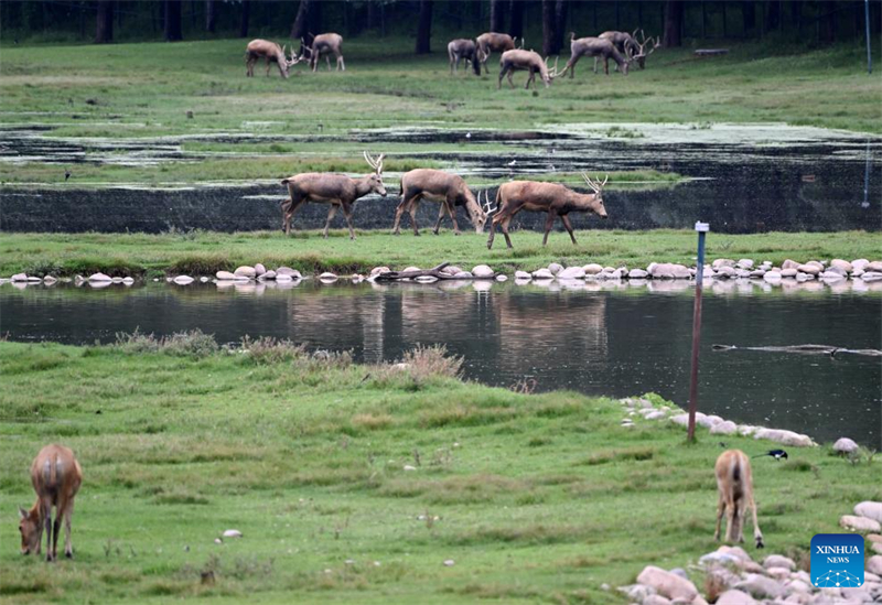 Ελ?φια Μιλο? απεικον?ζονται στο Π?ρκο Μιλο? στο Πεκ?νο, στι? 18 Αυγο?στου του 2025. (Φωτογραφ?α / Xinhua)