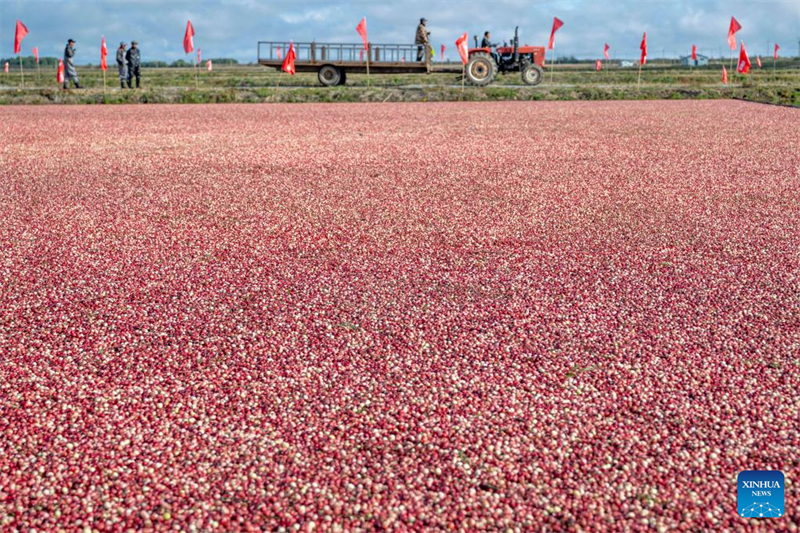 Φεστιβ?λ συγκομιδ?? βατ?μουρων στην π?λη Φουγιου?ν