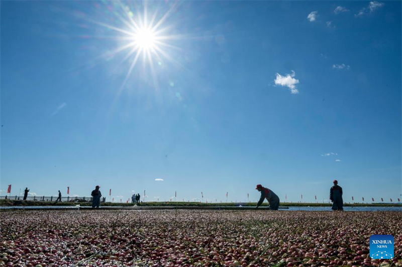 Φεστιβ?λ συγκομιδ?? βατ?μουρων στην π?λη Φουγιου?ν