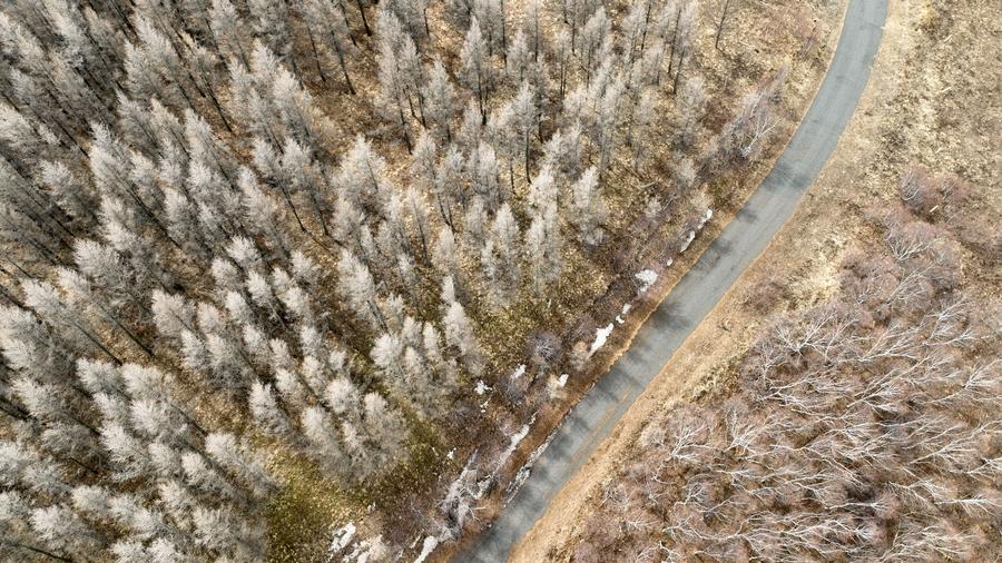 Αεροφωτογραφ?α που τραβ?χτηκε στι? 4 Απριλ?ου του 2024 δε?χνει μια θ?α του φυσικο? καταφυγ?ου Ντατσινγκσ?ν στην π?λη Χοχ?τ, στην Αυτ?νομη Περιοχ? τη? Εσωτερικ?? Μογγολ?α?. (Φωτογραφ?α / Xinhua)