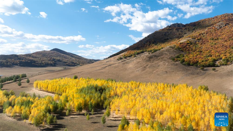 Η αεροφωτογραφ?α που τραβ?χτηκε στι? 28 Σεπτεμβρ?ου του 2025 δε?χνει το φθινοπωριν? τοπ?ο στην Αυτ?νομη Περιοχ? τη? Εσωτερικ?? Μογγολ?α?. (Φωτογραφ?α / Xinhua)