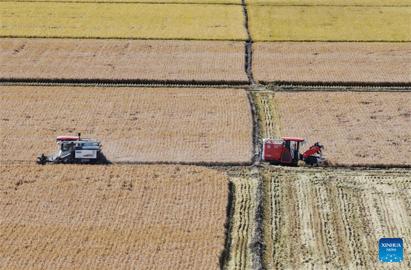 Η επαρχ?α Χε?λονγκτζι?νγκ μπα?νει στην εποχ? τη? φθινοπωριν?? συγκομιδ??