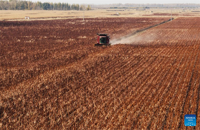 Η επαρχ?α Χε?λονγκτζι?νγκ μπα?νει στην εποχ? τη? φθινοπωριν?? συγκομιδ??