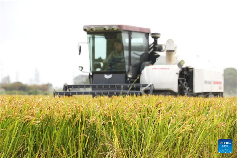?να? αγρ?τη? μαζε?ει ρ?ζι στην π?λη Τζιασ?νγκ τη? επαρχ?α? Τζετζι?νγκ, στι? 22 Οκτωβρ?ου του 2025. (Φωτογραφ?α / Xinhua)