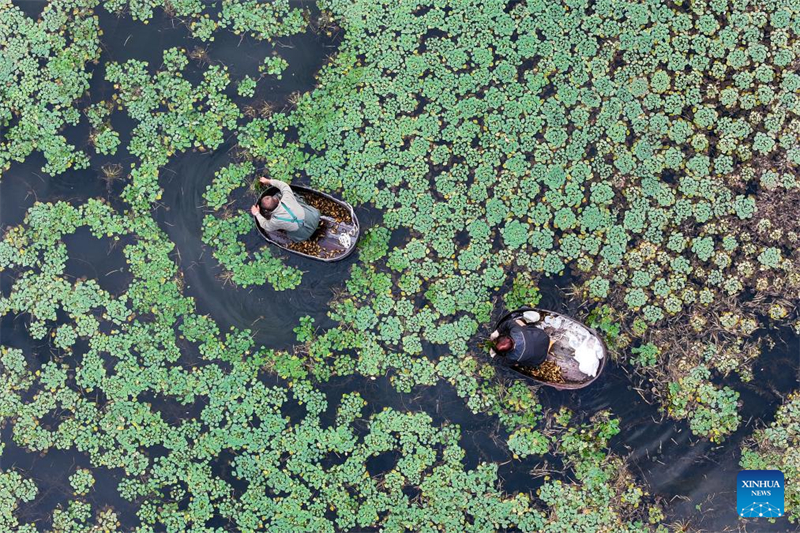 Φθινοπωριν? συγκομιδ? σε ?λη την Κ?να