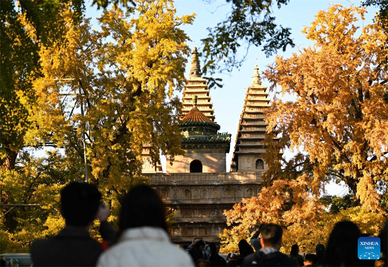 Αυτ? η φωτογραφ?α, που τραβ?χτηκε στι? 26 Οκτωβρ?ου του 2025, δε?χνει παγ?δε? και δ?ντρα Γκ?γκο στο Μουσε?ο Λιθογλυπτικ?? Τ?χνη? του Πεκ?νου. (Φωτογραφ?α / Xinhua)