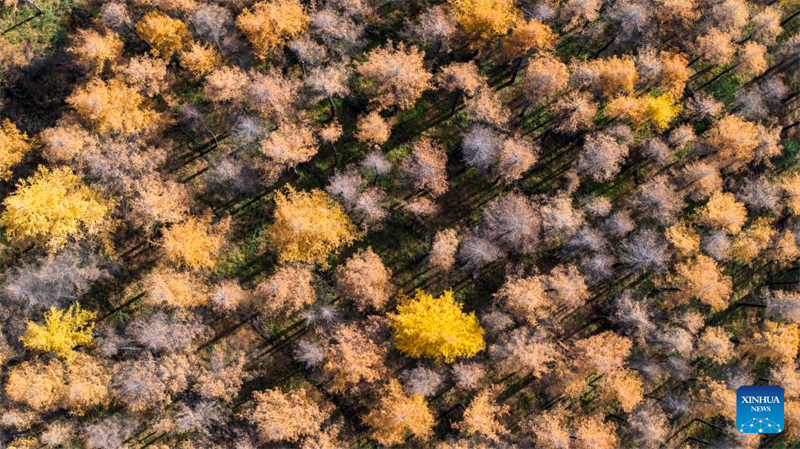 Φθινοπωριν? τοπ?ο του Βουνο? Λιοουπανσ?ν στην Αυτ?νομη Περιοχ? Νινγκσι?