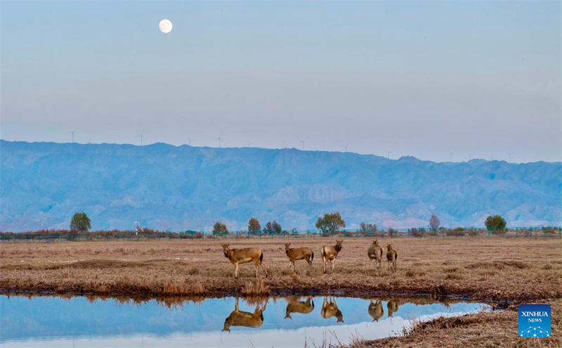 Ελ?φια Μιλο? στο Φυσικ? Καταφ?γιο Υγροτ?πων του Ταμιευτ?ρα Τσινγκτονγκσι?